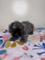 Hazel, a female Shih Tzu for sale in Downey, CA – 5 of 8