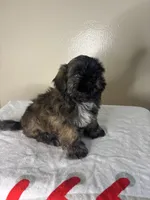 Rocky, a male Shih Tzu for sale in Downey, CA – 2 of 10