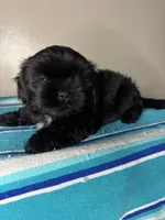 Pluto, a male Shih Tzu for sale in Downey, CA – 2 of 8