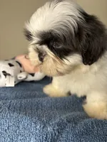 Casper, a male Shih Tzu for sale in Downey, CA – 6 of 10
