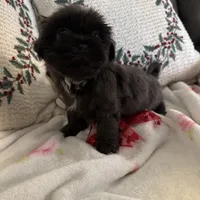 Bluebelle, a female Shih Tzu for sale in Downey, CA – Photo 5 of 7