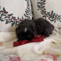 Bluebelle, a female Shih Tzu for sale in Downey, CA – Photo 7 of 7