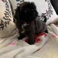 Bluebelle, a female Shih Tzu for sale in Downey, CA – Photo 6 of 7