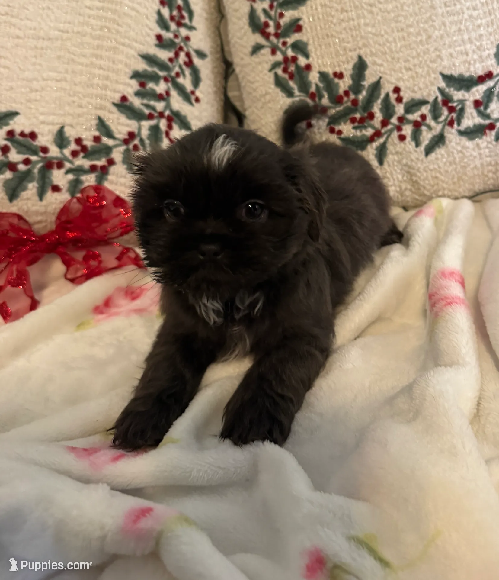 Bluebelle, a female Shih Tzu for sale in Downey, CA – Photo 3 of 7