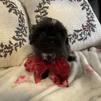 Bluebelle, a female Shih Tzu for sale in Downey, CA – Photo 2 of 7