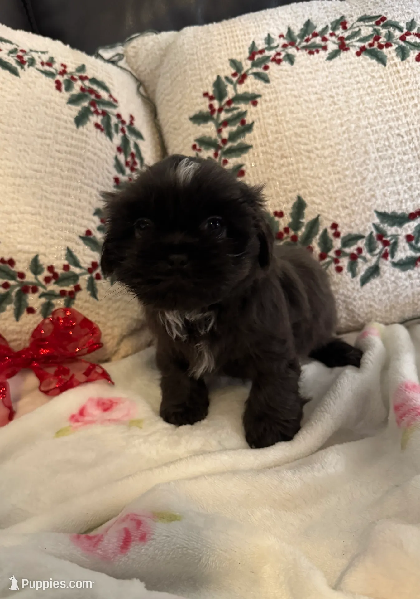 Bluebelle – Shih Tzu puppy on hold in Downey, CA