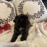 Bluebelle, a female Shih Tzu for sale in Downey, CA – Photo 4 of 7