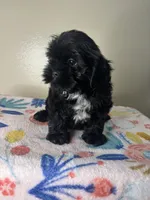 Tulip, a female Shih Tzu for sale in Downey, CA – 1 of 8
