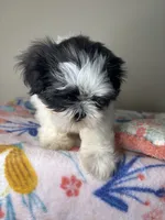 Poppy, a female Shih Tzu for sale in Downey, CA – 4 of 10