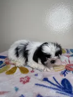 Belle, a female Shih Tzu for sale in Downey, CA – 6 of 6