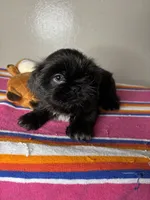 Bella, a female Shih Tzu for sale in Downey, CA – 5 of 10