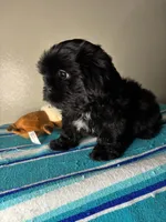Pluto, a male Shih Tzu for sale in Downey, CA – 8 of 8
