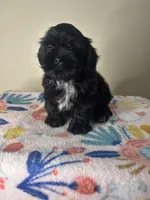 Tulip, a female Shih Tzu for sale in Downey, CA – 3 of 8