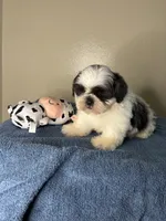 Casper, a male Shih Tzu for sale in Downey, CA – 4 of 10