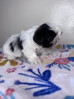 Belle, a female Shih Tzu for sale in Downey, CA – 5 of 6