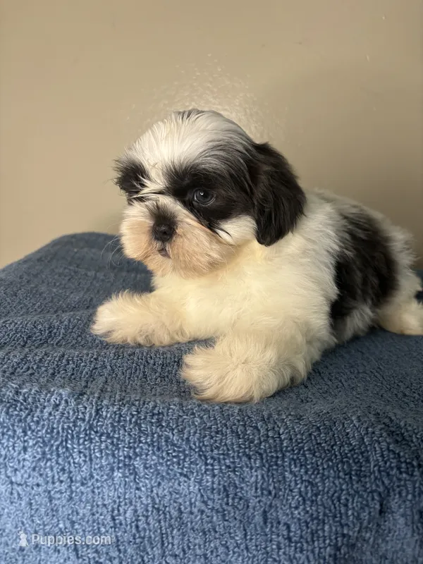 Casper – Shih Tzu puppy for sale in Downey, CA