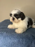 Casper, a male Shih Tzu for sale in Downey, CA – 1 of 10