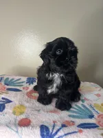 Tulip, a female Shih Tzu for sale in Downey, CA – 5 of 8