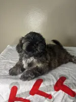 Rocky, a male Shih Tzu for sale in Downey, CA – 3 of 10