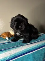 Pluto, a male Shih Tzu for sale in Downey, CA – 3 of 8
