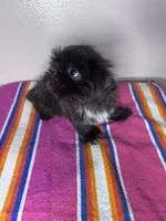 Lucy, a female Shih Tzu for sale in Downey, CA – 6 of 8