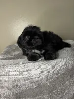 Bruno, a male Shih Tzu for sale in Downey, CA – 8 of 10