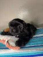 Pluto, a male Shih Tzu for sale in Downey, CA – 7 of 8