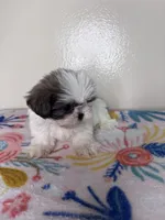 Sally, a female Shih Tzu for sale in Downey, CA – 3 of 9