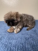 Teddy, a male Shih Tzu for sale in Downey, CA – 3 of 7