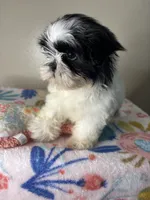 Poppy, a female Shih Tzu for sale in Downey, CA – 9 of 10