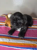 Bella, a female Shih Tzu for sale in Downey, CA – 7 of 10