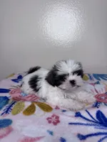 Sally, a female Shih Tzu for sale in Downey, CA – 6 of 9