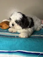 Pebble, a male Shih Tzu for sale in Downey, CA – 2 of 7
