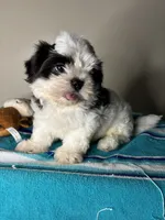 Pebble, a male Shih Tzu for sale in Downey, CA – 3 of 7