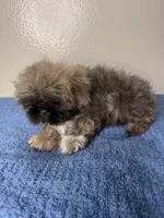 Teddy, a male Shih Tzu for sale in Downey, CA – 6 of 7