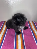 Lucy, a female Shih Tzu for sale in Downey, CA – 2 of 8