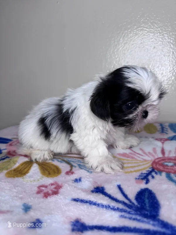 Belle – Shih Tzu puppy for sale in Downey, CA