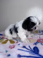 Belle, a female Shih Tzu for sale in Downey, CA – 1 of 6