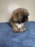 Teddy, a male Shih Tzu for sale in Downey, CA – 4 of 7