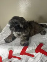 Rocky, a male Shih Tzu for sale in Downey, CA – 9 of 10