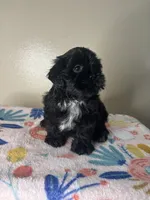 Tulip, a female Shih Tzu for sale in Downey, CA – 2 of 8