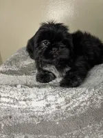 Bruno, a male Shih Tzu for sale in Downey, CA – 5 of 10