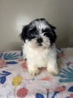 Poppy, a female Shih Tzu for sale in Downey, CA – 8 of 10