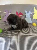 Rosco, a male Shih Tzu for sale in Downey, CA – Photo 3 of 5