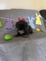 Rosco, a male Shih Tzu for sale in Downey, CA – Photo 5 of 5