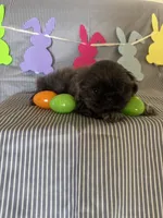 Rosco, a male Shih Tzu for sale in Downey, CA – Photo 2 of 5