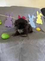 Rosco, a male Shih Tzu for sale in Downey, CA – Photo 4 of 5