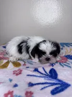 Belle, a female Shih Tzu for sale in Downey, CA – 4 of 6