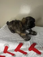 Rocky, a male Shih Tzu for sale in Downey, CA – 6 of 10