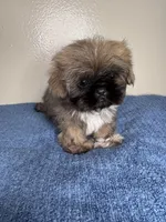 Teddy, a male Shih Tzu for sale in Downey, CA – 2 of 7